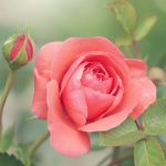 Rose close up - 5 Natural Ways to Ease Anxiety