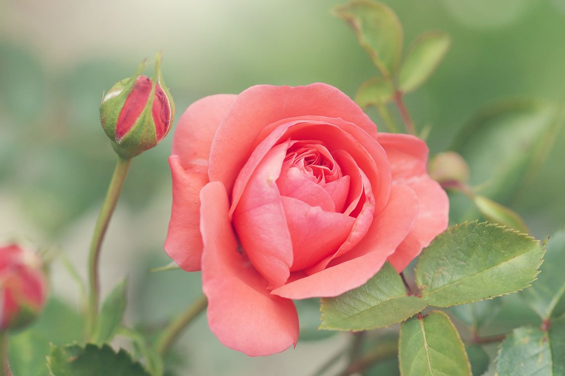 Rose close up - 5 Natural Ways to Ease Anxiety