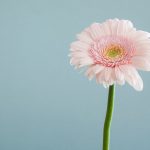 flower - The Basics of The Fertility Awareness Method