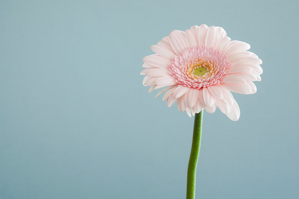 flower - The Basics of The Fertility Awareness Method