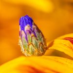 flower bud - What Every Woman Needs to Know about Fertility Awareness