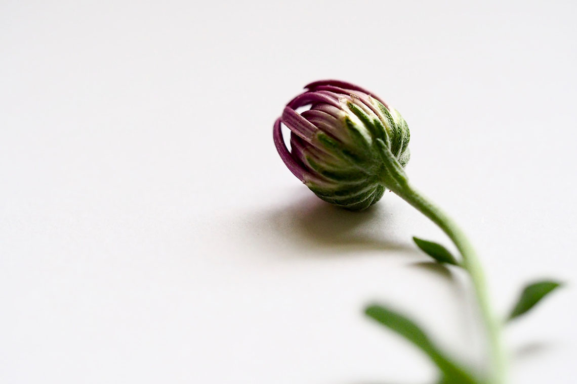 close up closed flower bud