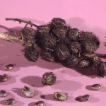 Castor oil beans - How to use castor oil for womb healing, immune support and scar tissue repair