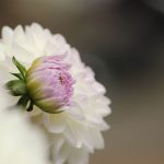 flower bud - Postpartum Care for Increasing Vitality
