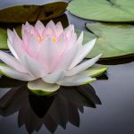 lily pad - Pelvic Floor Function and Preparing for Birth