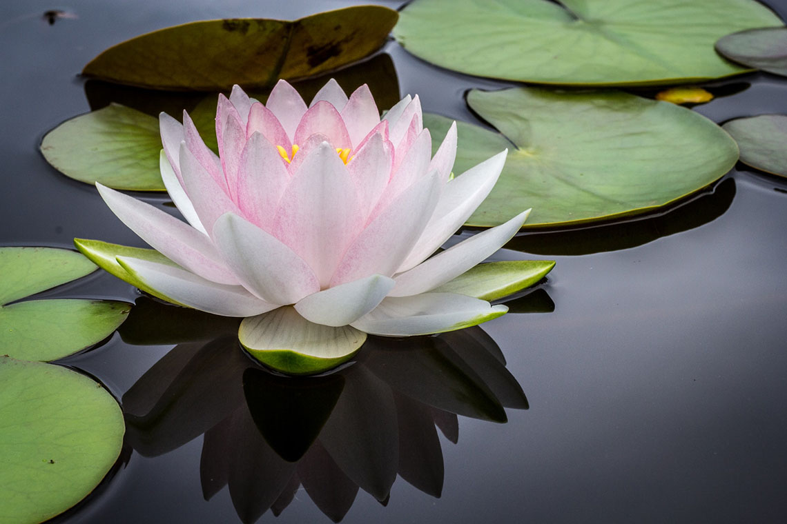 lily pad - Pelvic Floor Function and Preparing for Birth