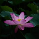 Pink Lilly - Return of Fertility