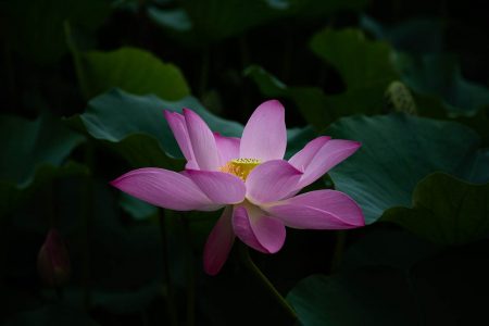 Pink Lilly - Return of Fertility