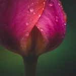closed rose bud - Guide to Safe Menstrual Products
