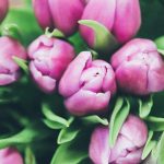 rose buds - Slow Medicine: How long do I need treatment?