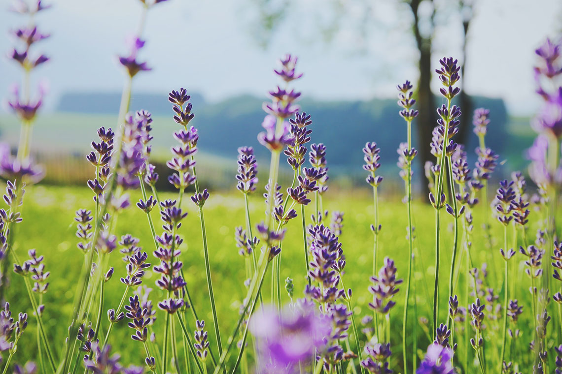 flower field - Creating Space for the Postpartum Period