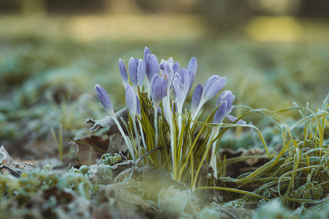 frozen flowers - Winter Solstice Wisdom